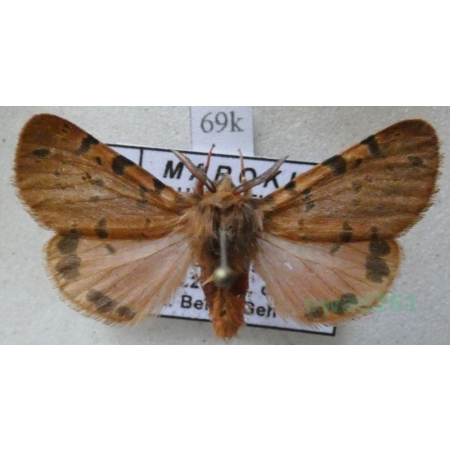 Ocnogyna breveti (Oberthür, 1882) Morocco69k